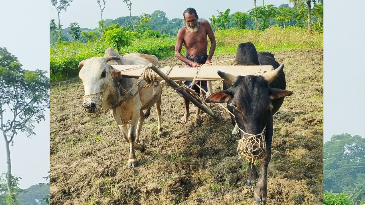 "যান্ত্রিকতার যুগে ট্র্যাক্টরের ভীড়ে হারিয়ে গেছে কৃষকের লাঙল"